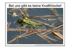 Knallfrosch-1.pdf